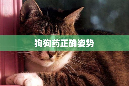 狗狗藥正確姿勢