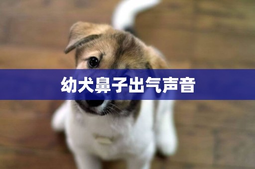 幼犬鼻子出氣聲音