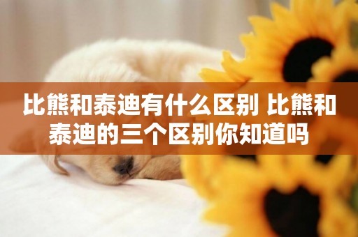 比熊和泰迪有什么區別 比熊和泰迪的三個區別你知道嗎