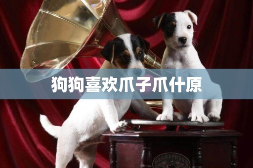 狗狗喜歡爪子爪什原