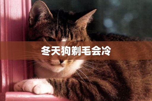 冬天狗剃毛會冷