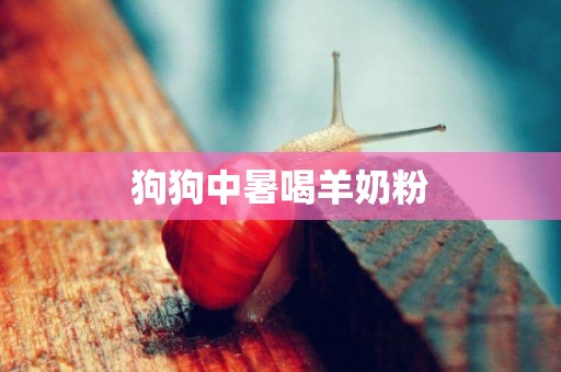 狗狗中暑喝羊奶粉