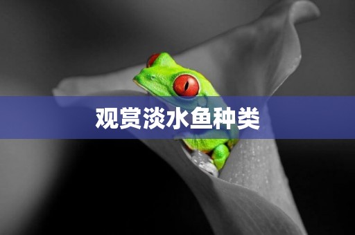 觀賞淡水魚種類