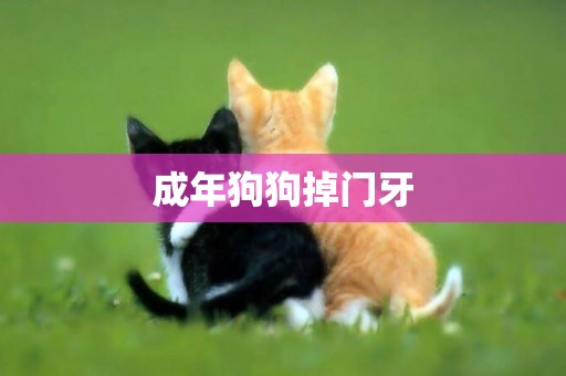 成年狗狗掉門牙