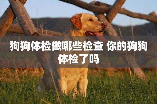 狗狗體檢做哪些檢查 你的狗狗體檢了嗎