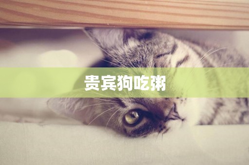 貴賓狗吃粥
