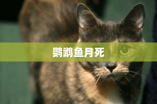 鸚鵡魚月死