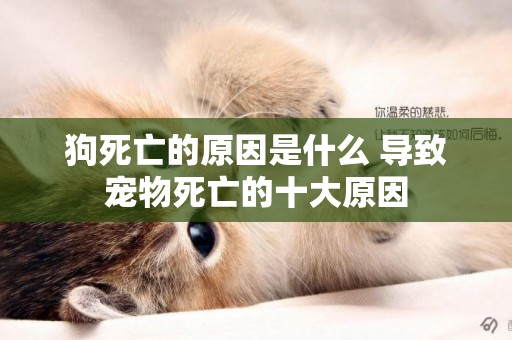 狗死亡的原因是什么 導致寵物死亡的十大原因