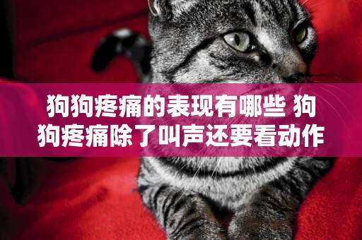 狗狗疼痛的表現有哪些 狗狗疼痛除了叫聲還要看動作 狗狗疼痛的表現有哪些 狗狗疼痛除了叫聲還要看動作