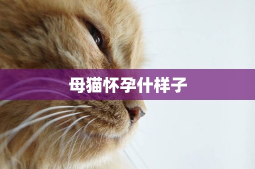 母貓懷孕什樣子