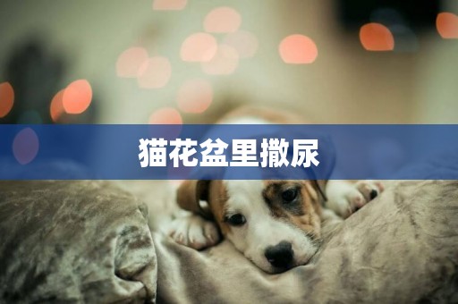 貓花盆里撒尿