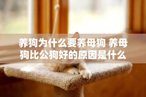 養狗為什么要養母狗 養母狗比公狗好的原因是什么 養狗為什么要養母狗 養母狗比公狗好的原因是什么