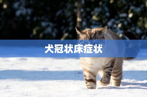 犬冠狀床癥狀