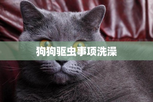 狗狗驅蟲事項洗澡