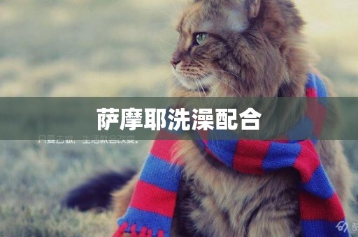 薩摩耶洗澡配合