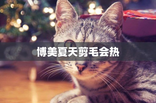 博美夏天剪毛會熱