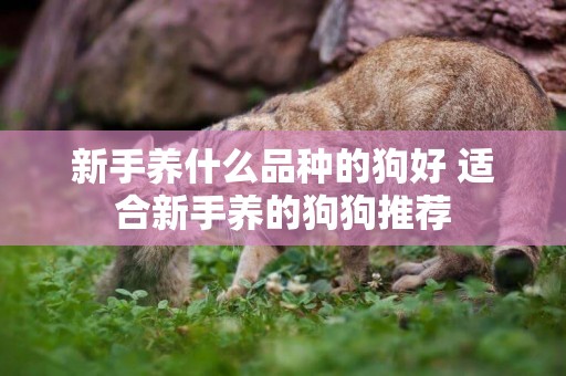 新手養什么品種的狗好 適合新手養的狗狗推薦 新手養什么品種的狗好 適合新手養的狗狗推薦