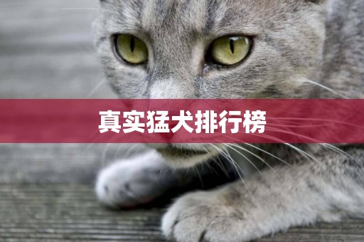 真實猛犬排行榜