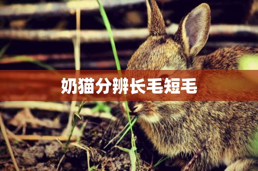 奶貓分辨長毛短毛