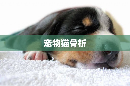 寵物貓骨折
