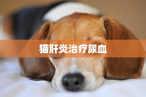 貓肝炎治療尿血