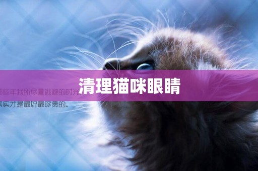 清理貓咪眼睛