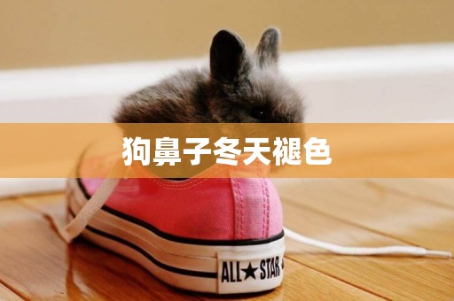 狗鼻子冬天褪色
