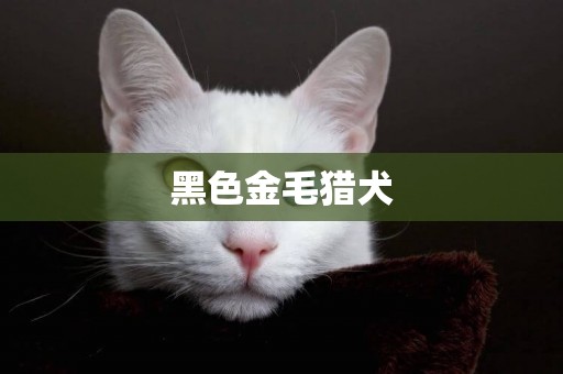 黑色金毛獵犬