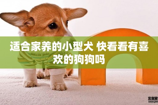 適合家養的小型犬 快看看有喜歡的狗狗嗎