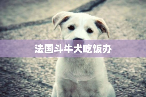 法國斗牛犬吃飯辦