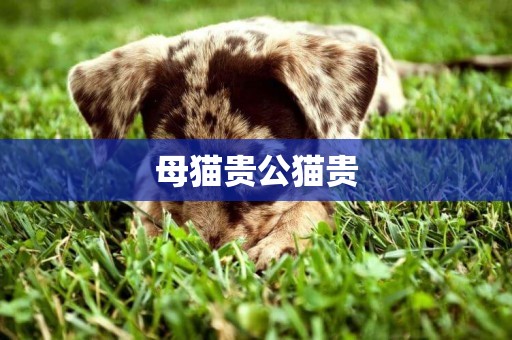 母貓貴公貓貴