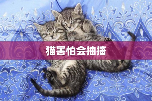 貓害怕會抽搐