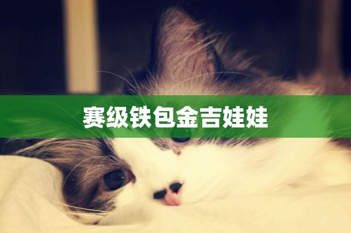 賽級鐵包金吉娃娃