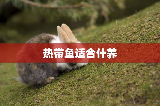 熱帶魚適合什養