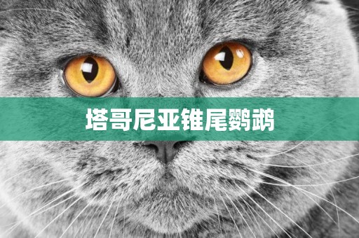 塔哥尼亞錐尾鸚鵡