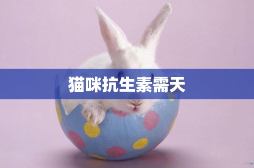 貓咪抗生素需天