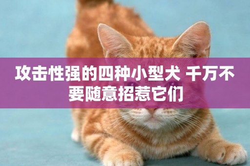 攻擊性強的四種小型犬 千萬不要隨意招惹它們
