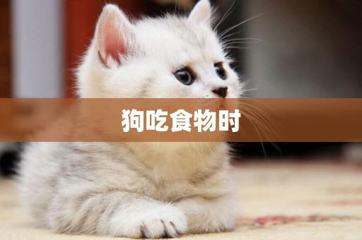 狗吃食物時