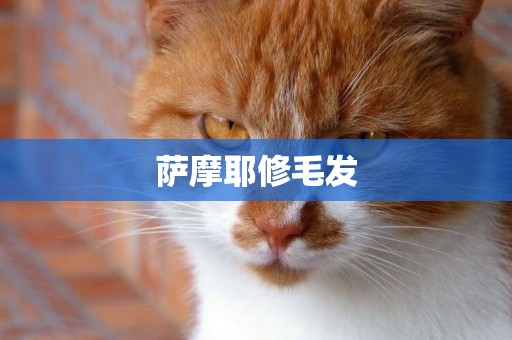 薩摩耶修毛發
