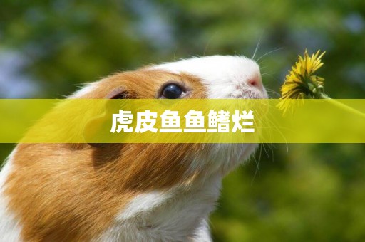 虎皮魚魚鰭爛