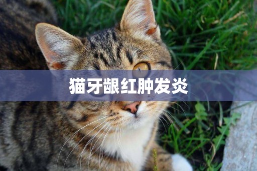 貓牙齦紅腫發炎