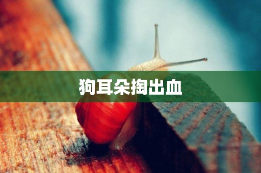 狗耳朵掏出血