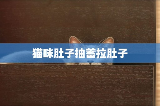 貓咪肚子抽蓄拉肚子