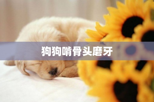 狗狗啃骨頭磨牙
