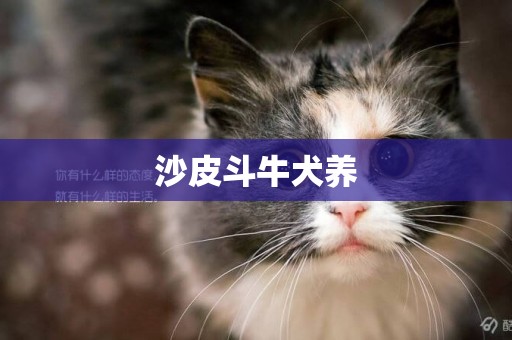 沙皮斗牛犬養
