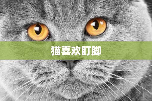 貓喜歡盯腳