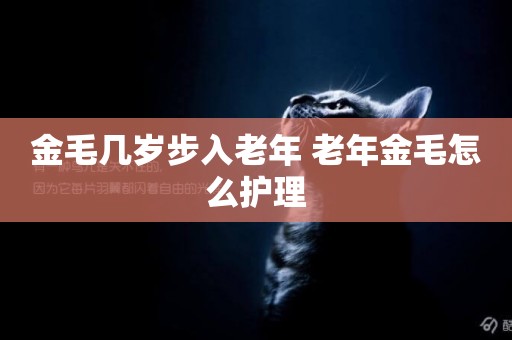 金毛幾歲步入老年 老年金毛怎么護理