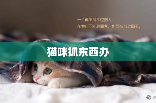 貓咪抓東西辦