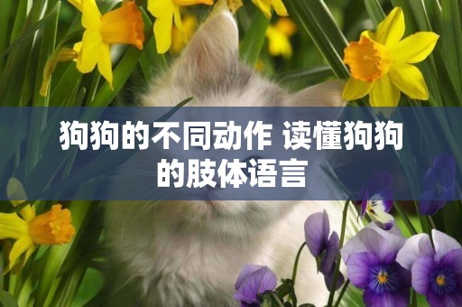 狗狗的不同動作 讀懂狗狗的肢體語言