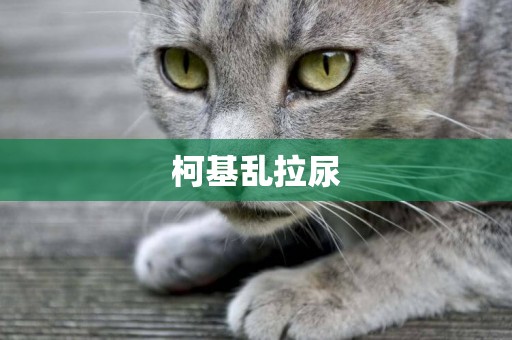 柯基亂拉尿